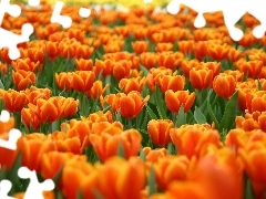 Tulipanów, Pole