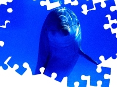 Delfin