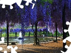 Wisteria, Fontanna, Park