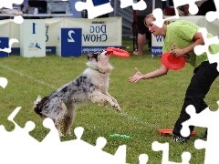 Kobieta, Frisbee, Pies, Border Collie