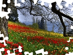 Tulipany, Drzewa