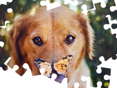 Psa, Motyl
, Mordka