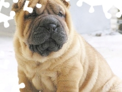 Shar Pei, mordka