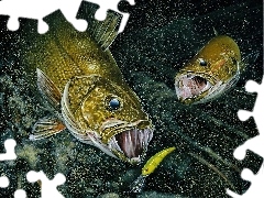 Woda, Przynęta, Dwie, Ryby