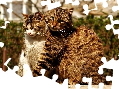 Para, Kocia