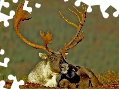 Caribu, Alaska, Jeleń