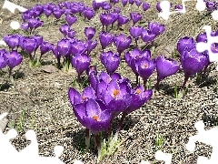 Krokusy, Kwiaty
