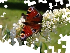 Biały, Kwiatek, Motyl