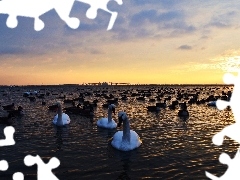 Łabędzie, Chmury, Jezioro