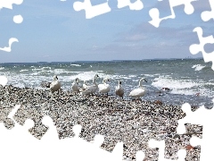 Plaża, Morze, Łabędzie