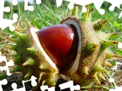 Kasztany, Kolce, Brązowe