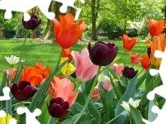 Drzewa, Trawnik, Kolorowe, Tulipany