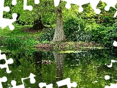 Staw, Odbicie, Drzewo