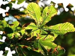 Kasztanowca, Liście