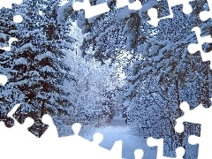 Śnieg, Las, Zima