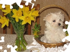 żółte, koszyk, Maltańczyk, kwiaty, Maltese
