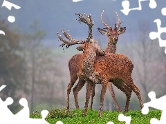 Łąka, Mgła, Jelenie, Las