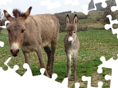 Polana, Osiołek, Oślica, Krzewy, Mały