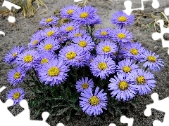 Aster alpejski