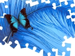 Pióro, Niebieskie, Kolorowy, Motyl