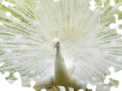 Albinos, Paw