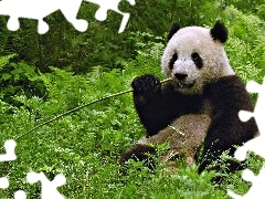 Panda, Trawy, Miś