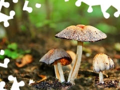 Trzonki, Kapelusze, Grzybki