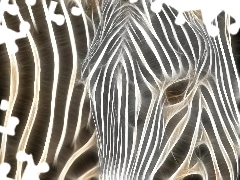 Pasy, Białe, Zebra, Grafika, Czarno