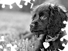 Cocker spaniel angielski, Obroża, Pies, Uszy