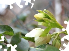 Ciemiernik