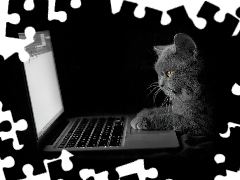 Laptop, Kot