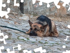 Owczarek, Stróż, Pies