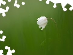 Tło, Zielone, Biały, Zawilec