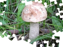 Zarośla, Grzyb