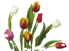 Tulipany, Kolorowe