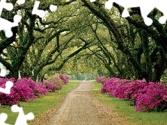 Rododendrony, Kwitnące, Park, Aleja