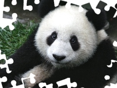 Spojrzenie, Trawa, Panda
