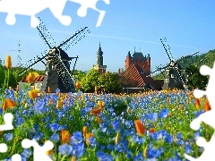 Kwiaty, Wiatraki, Łąka