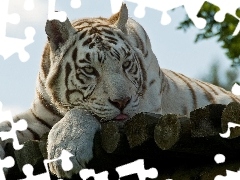 Język, Tygrys