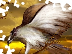 Drzewa, Słońca, Ptak, Zachód