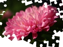 Aster, Kwiat, Różowy