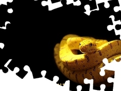 Wąż, Napis, Żółty