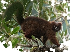 Drzewo, Liście, Lemur
