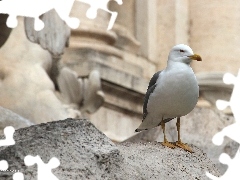 Mewa, Skała, Ptak