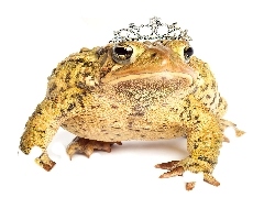 Korona, Księżna, Żaba