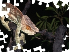 Konary, Kameleon