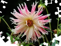 Dalia, Różowa