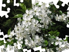 Wiśnia, Kwitnąca
