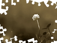 Sepia, Koniczynka