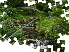 Paprocie, Kwiatki, Park, Kaskada